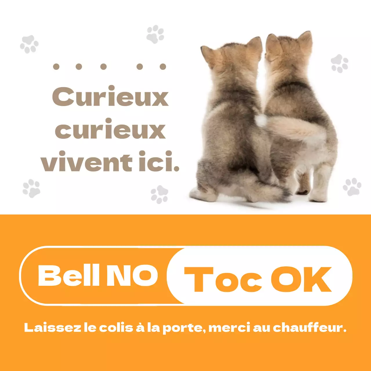 Chiot Orange Mignon Chien Accueil