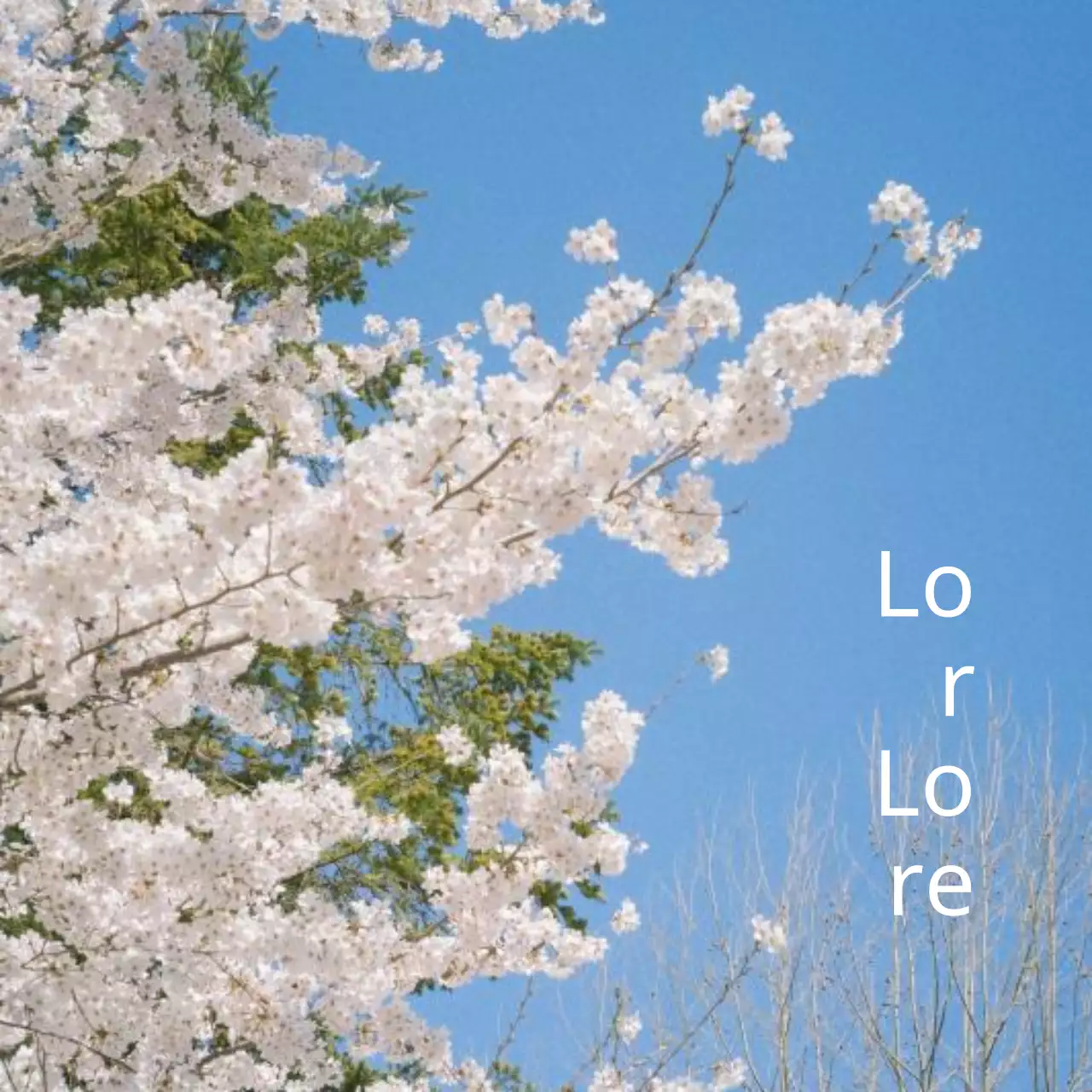 Concept printanier de cerisiers en fleurs d'inspiration japonaise