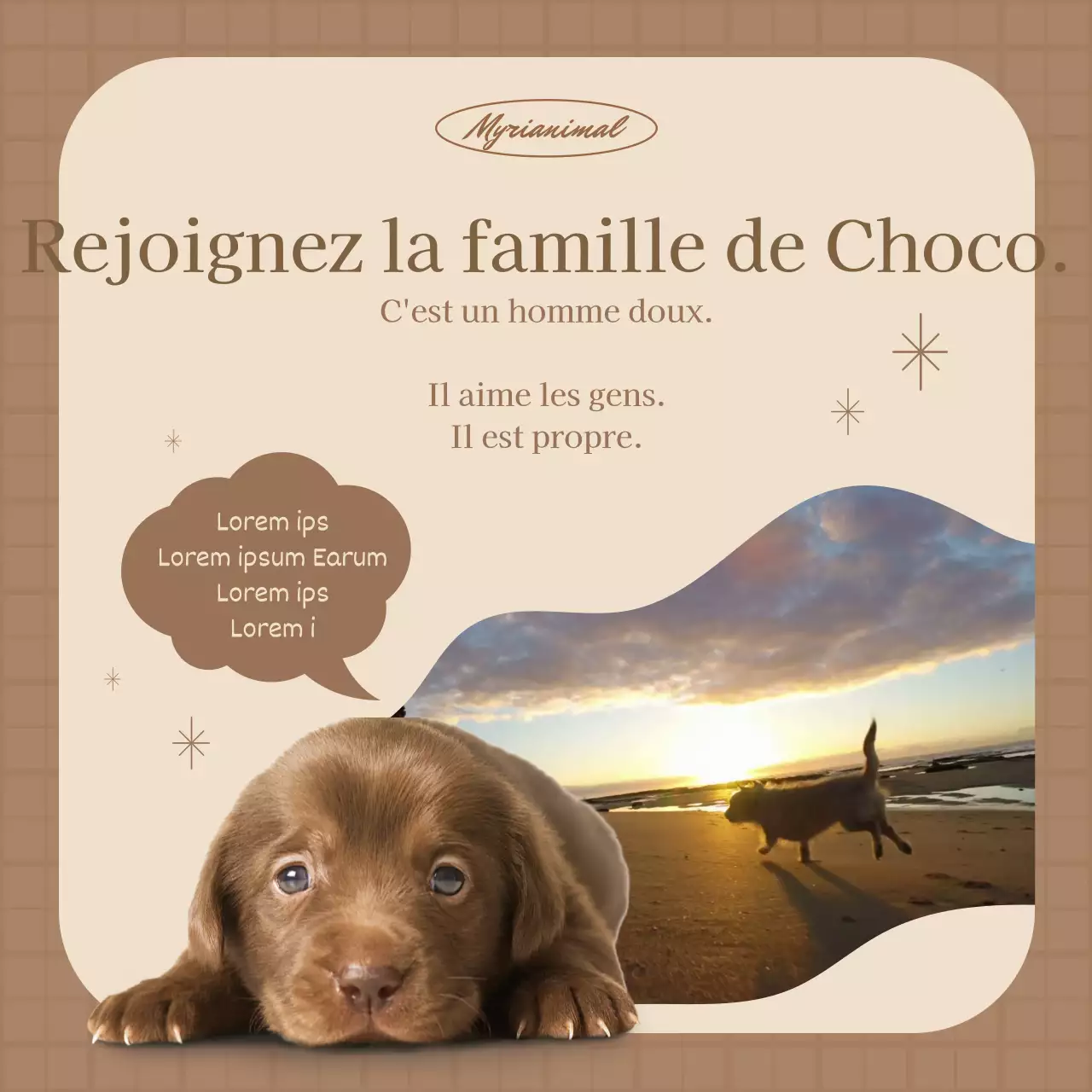 Promouvoir l'adoption d'animaux de compagnie avec une vidéo d'un chiot courant dans des tons bruns