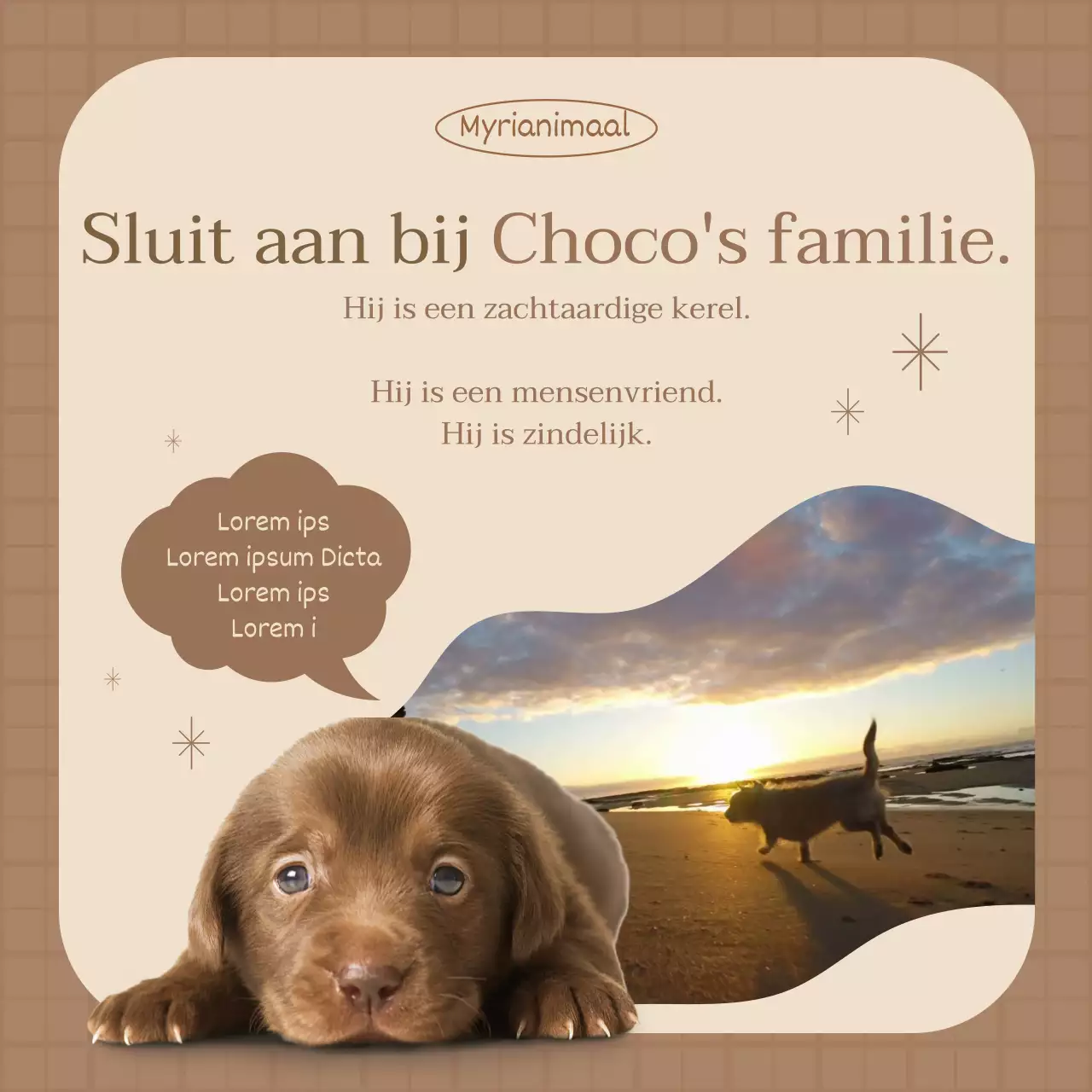Adopteer huisdieren met een video van een rennende puppy in bruine tinten