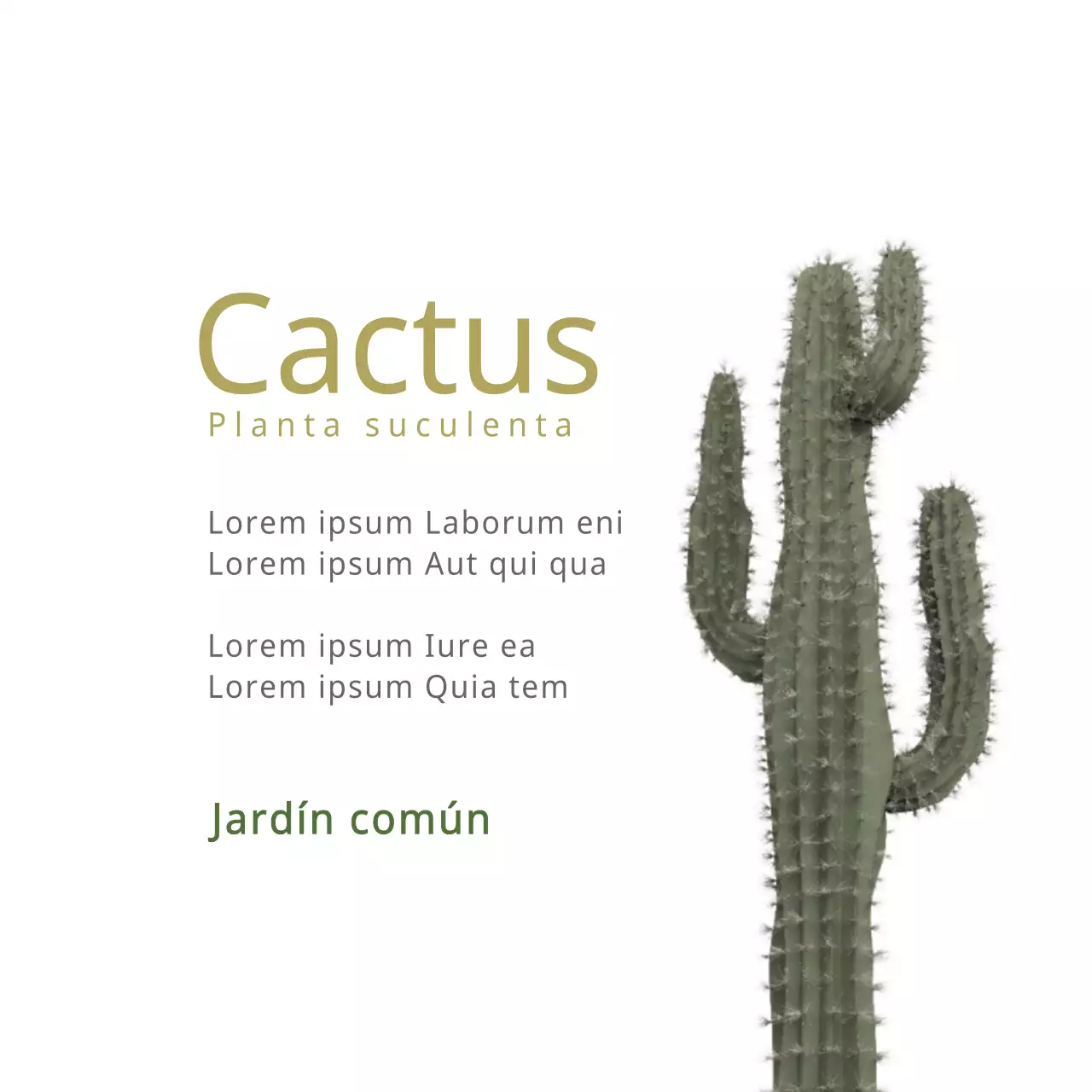 Cactus