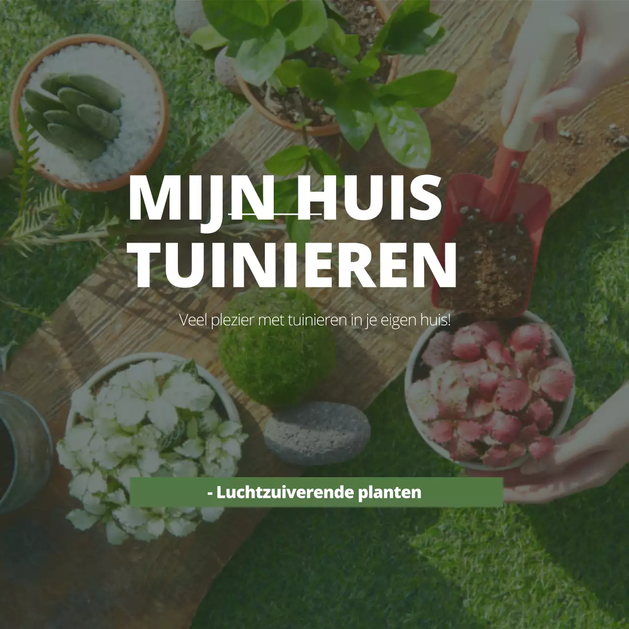 Nette luchtzuiverende planten met groene tuinieren foto's