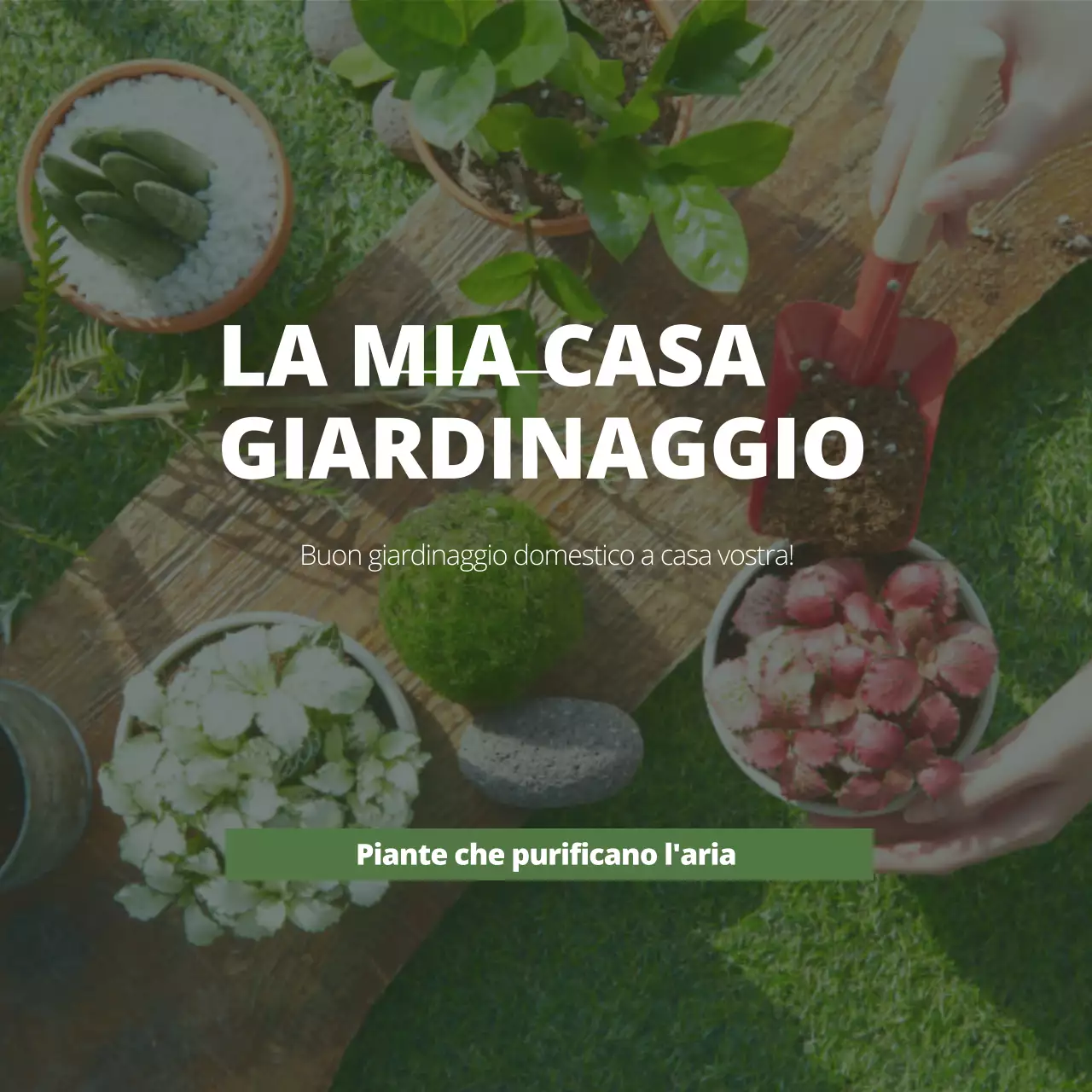 Piante purificatrici d'aria ordinate con foto di giardinaggio verde