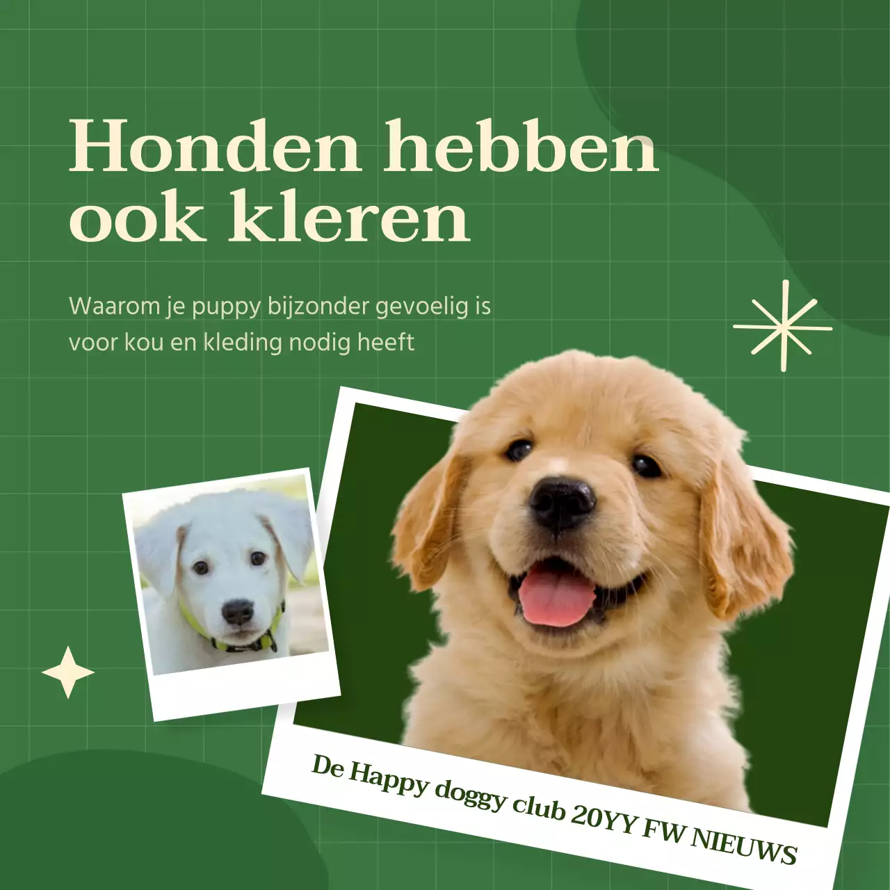 Levendig gekleurde hondenkleding