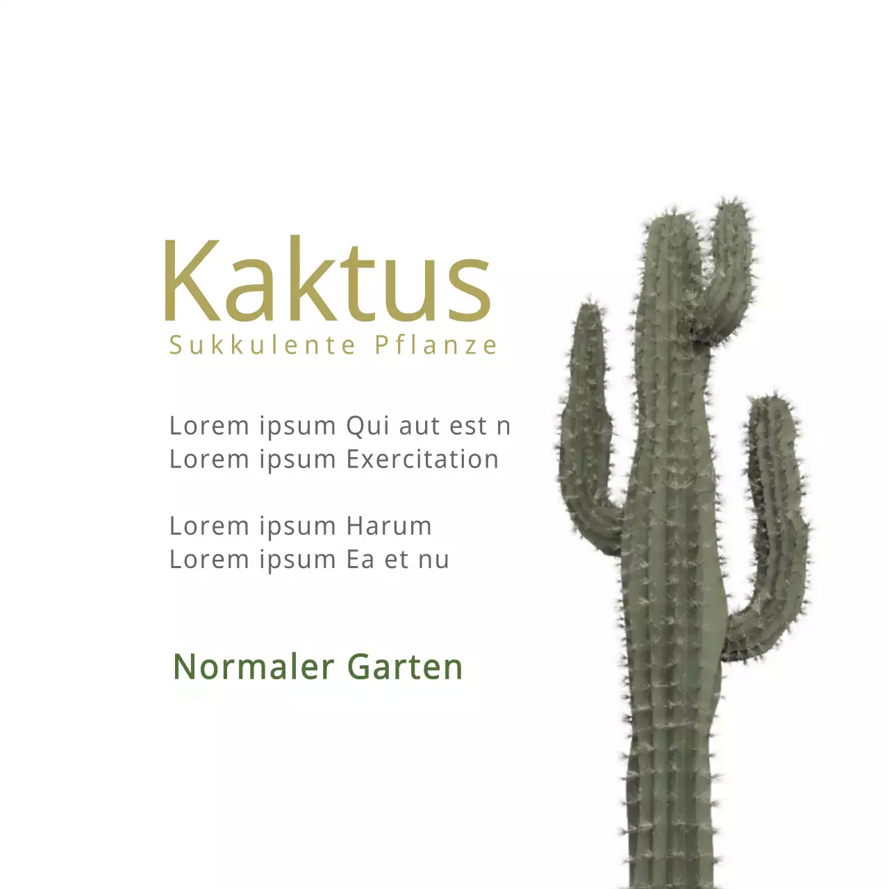 Kaktus