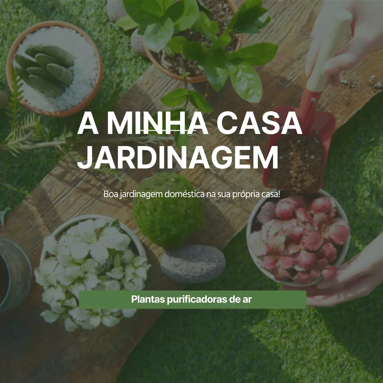 Plantas purificadoras de ar com fotos de jardinagem verde