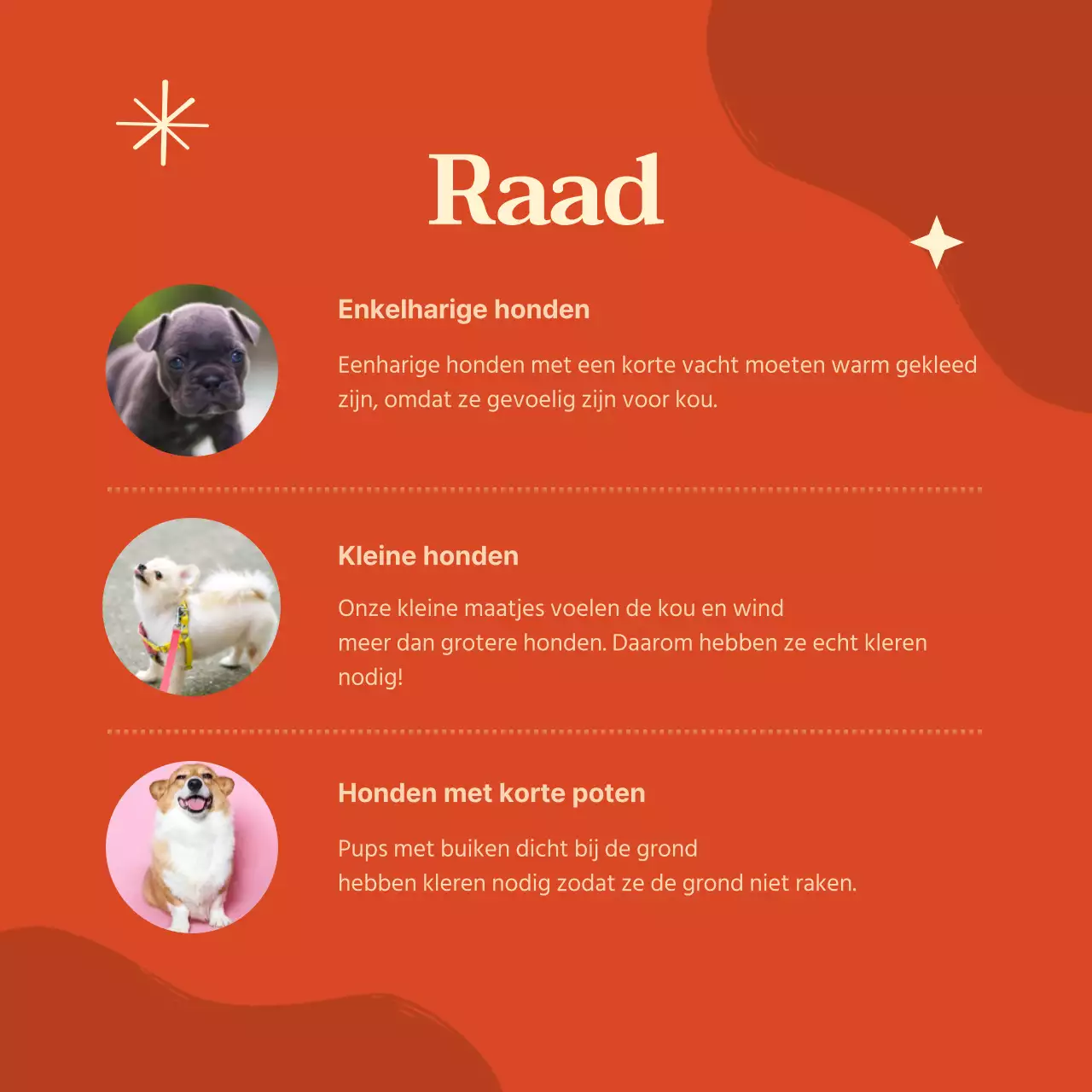 Levendig gekleurde hondenkleding