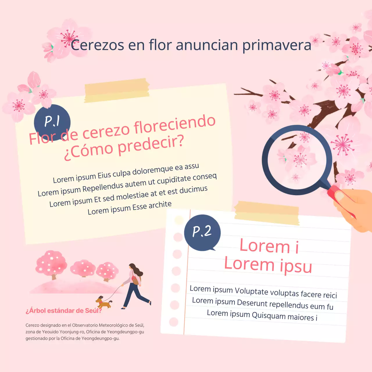 Puntos de floración y épocas de floración de los cerezos ilustrados en rosa