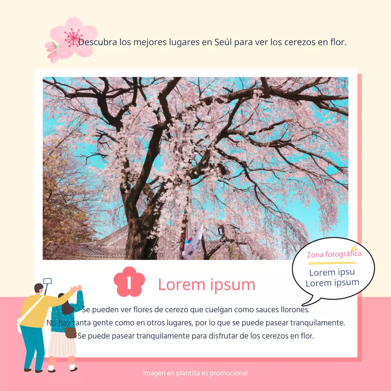 Puntos de floración y épocas de floración de los cerezos ilustrados en rosa