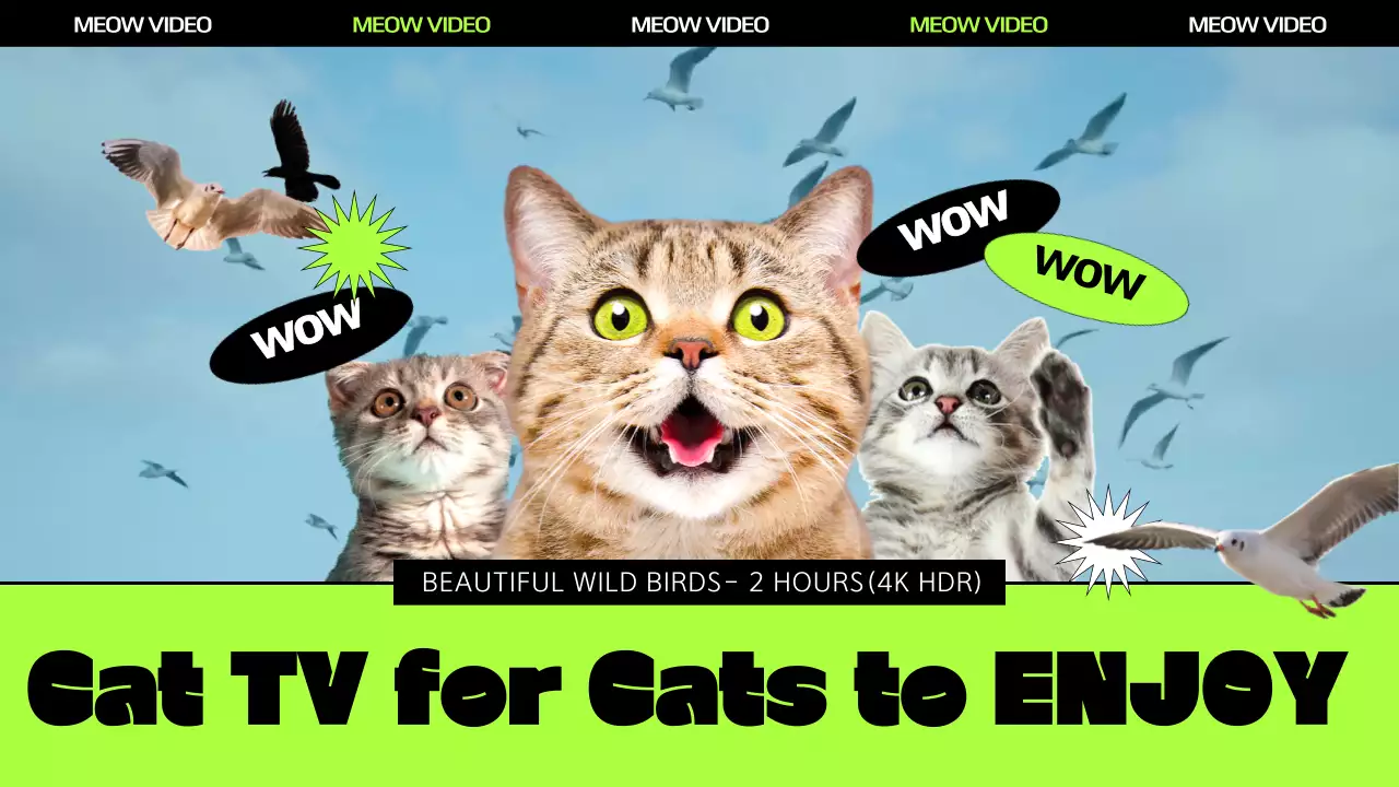 연두색과 검정색이 있는 새와 고양이 이미지가 있는 영상홍보