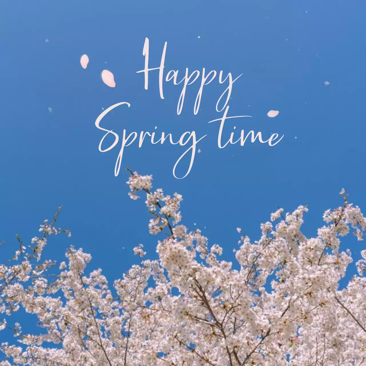 Interior design of a sentimental cafe with a cherry blossom concept