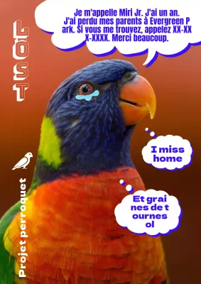 Trouvez un joli perroquet de compagnie dans le flyer orange bleu 2