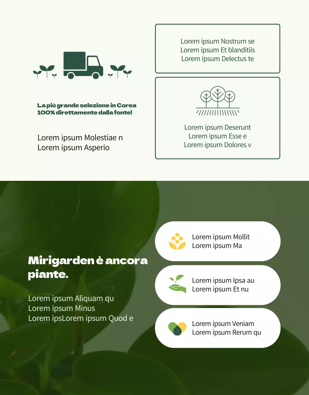 Un negozio specializzato in piante grasse verdi e adorabili (altro)