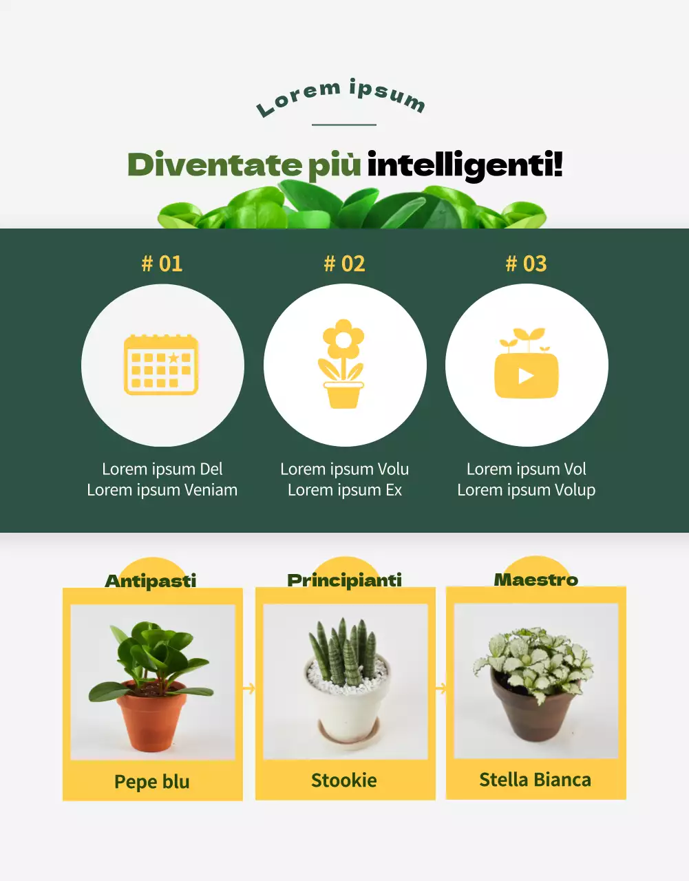 Un negozio specializzato in piante grasse verdi e adorabili (altro)