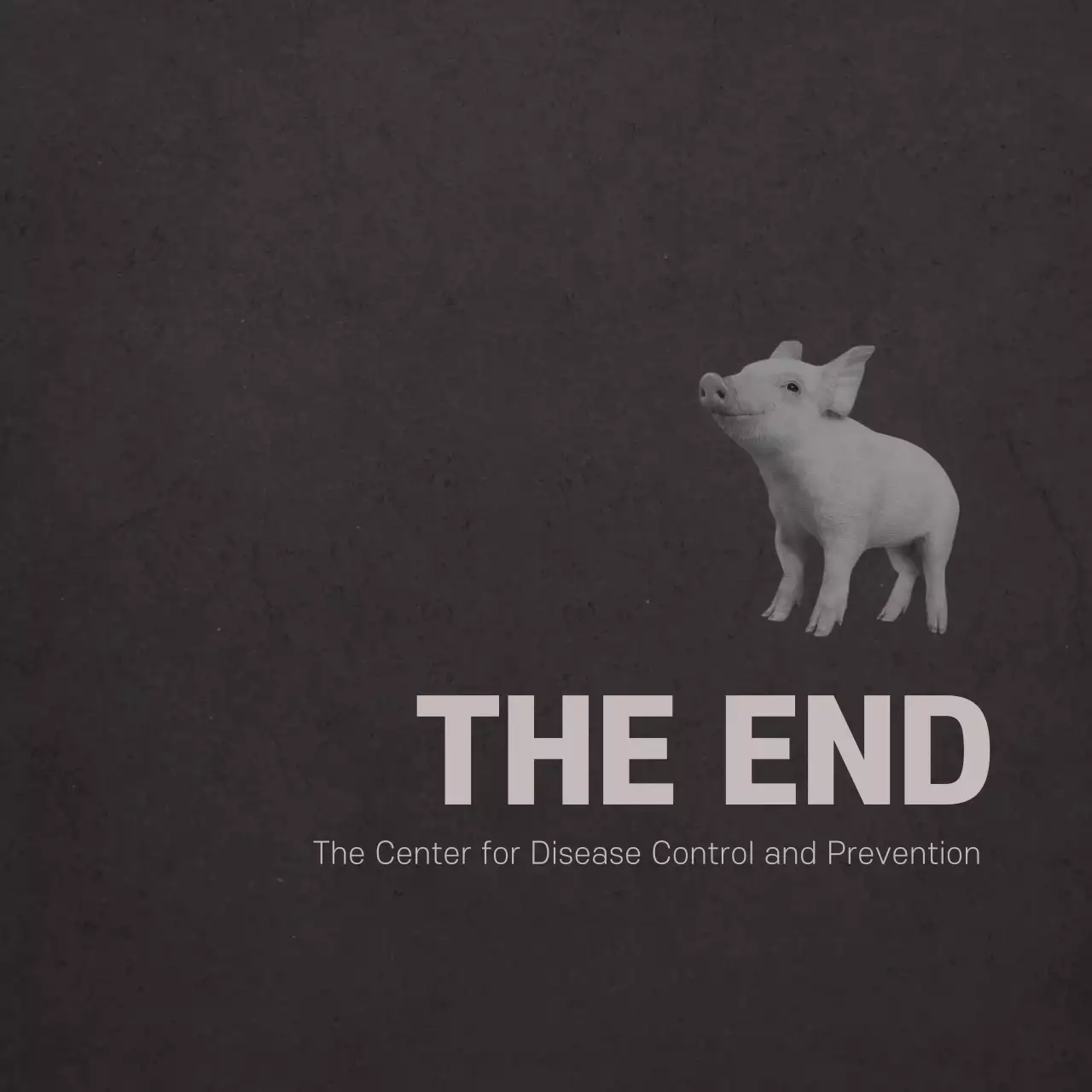 Swine Fever Card News