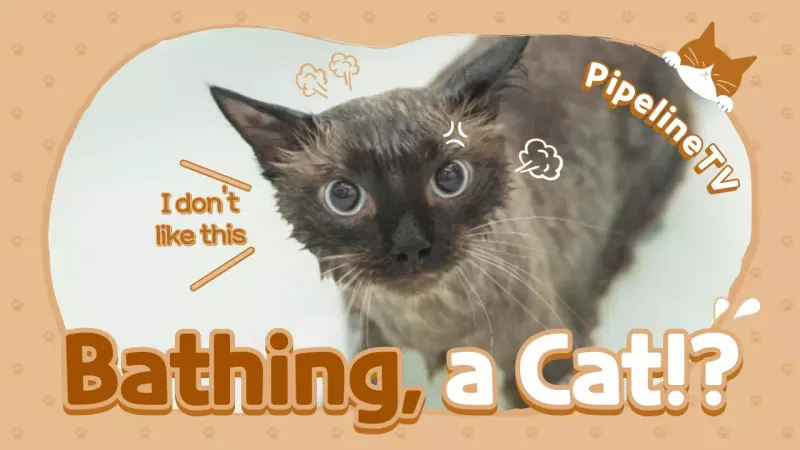 Meme Kucing Komik Beige Gambar Mini YouTube