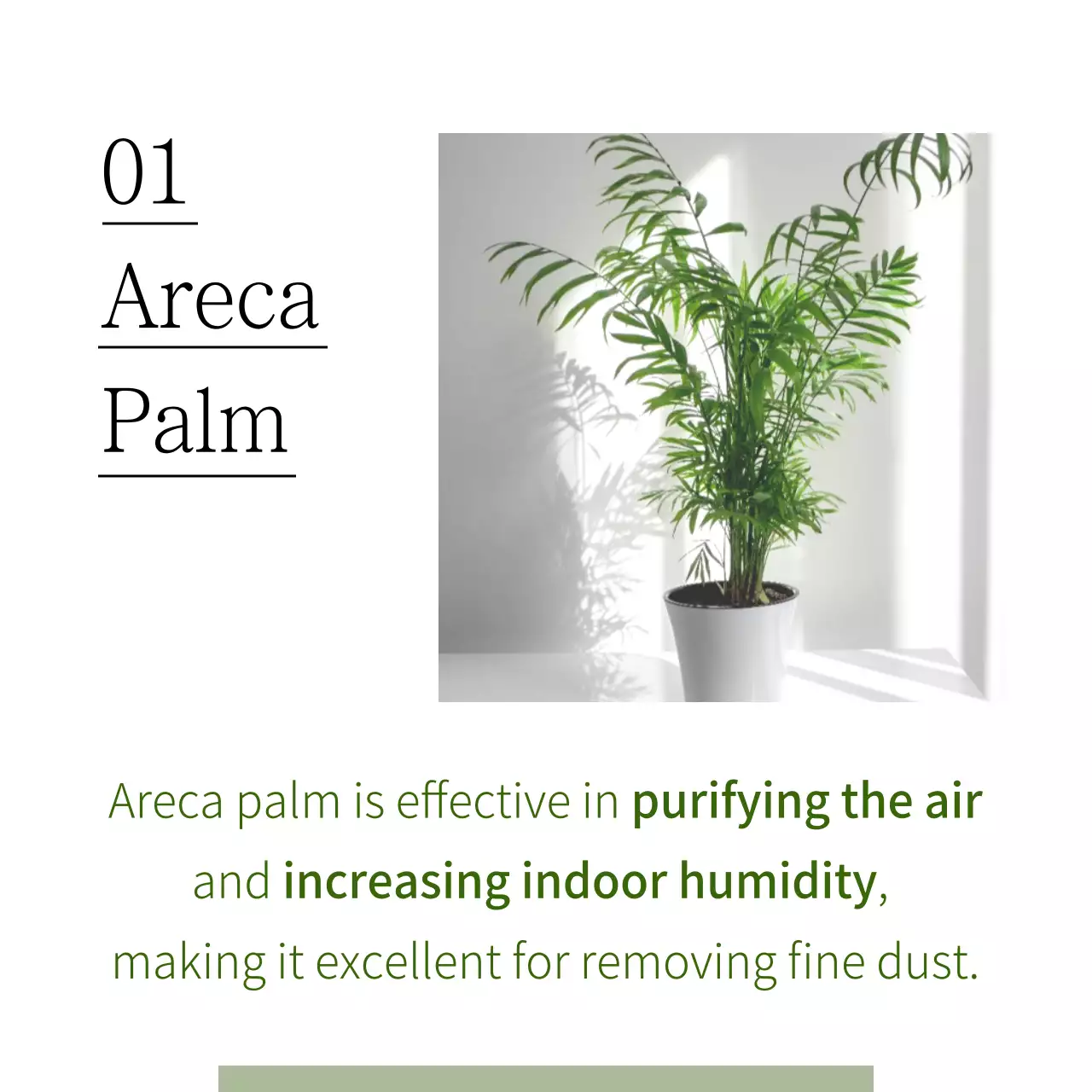 Green Minimal Plants Guide Instagram Carousel