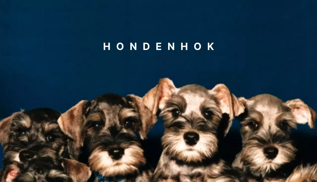 Hondenbenodigdheden winkels