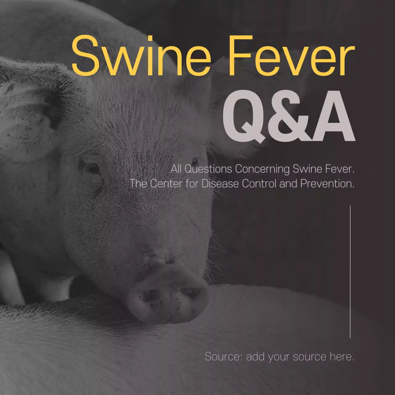 Swine Fever Card News