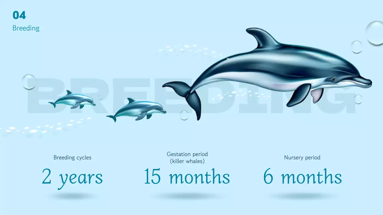 블루 모던 돌핀 가이드 프레젠테이션