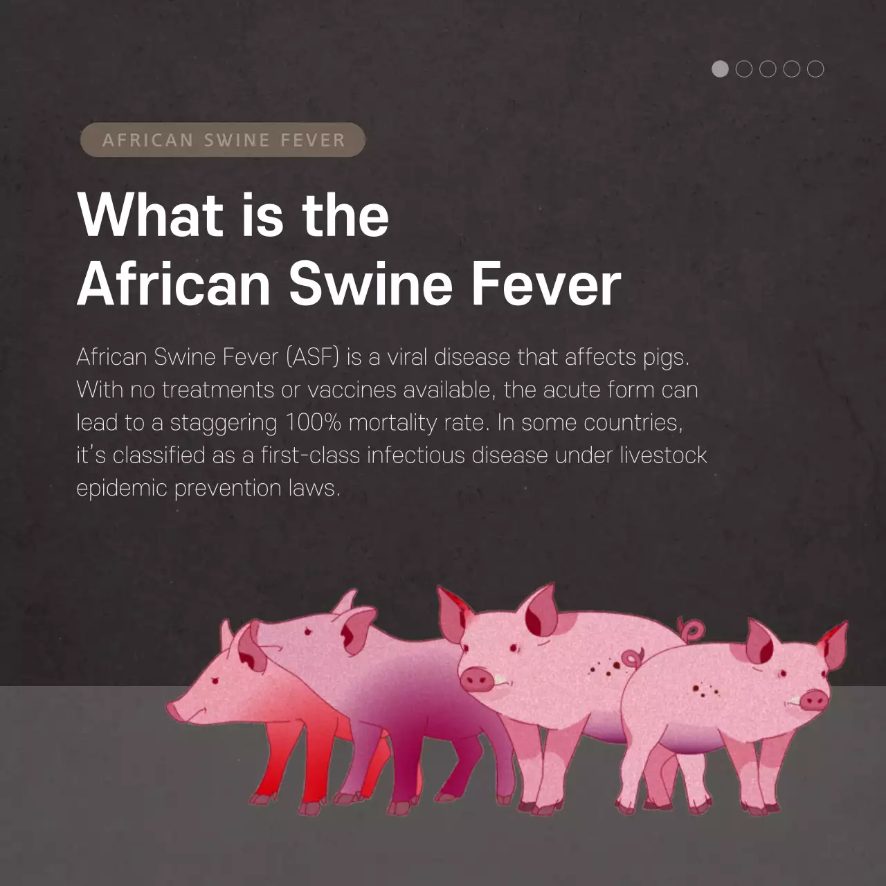 Swine Fever Card News