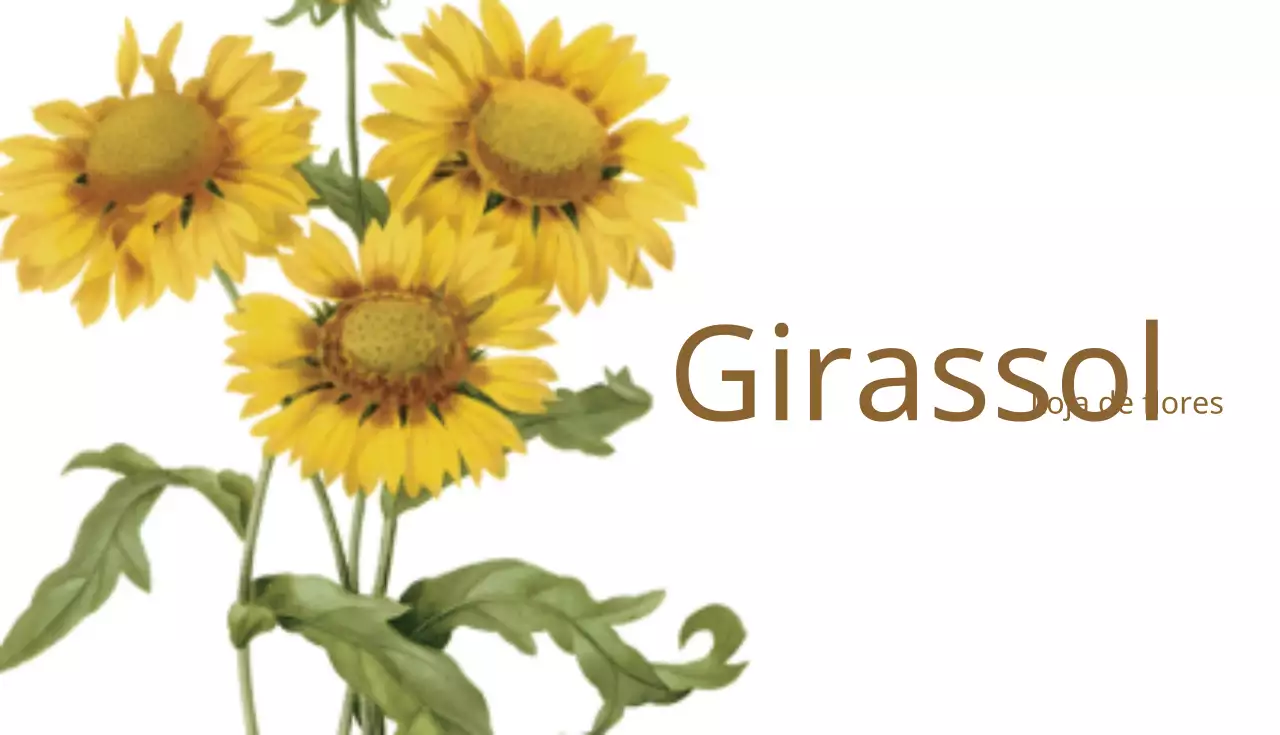 Girassol