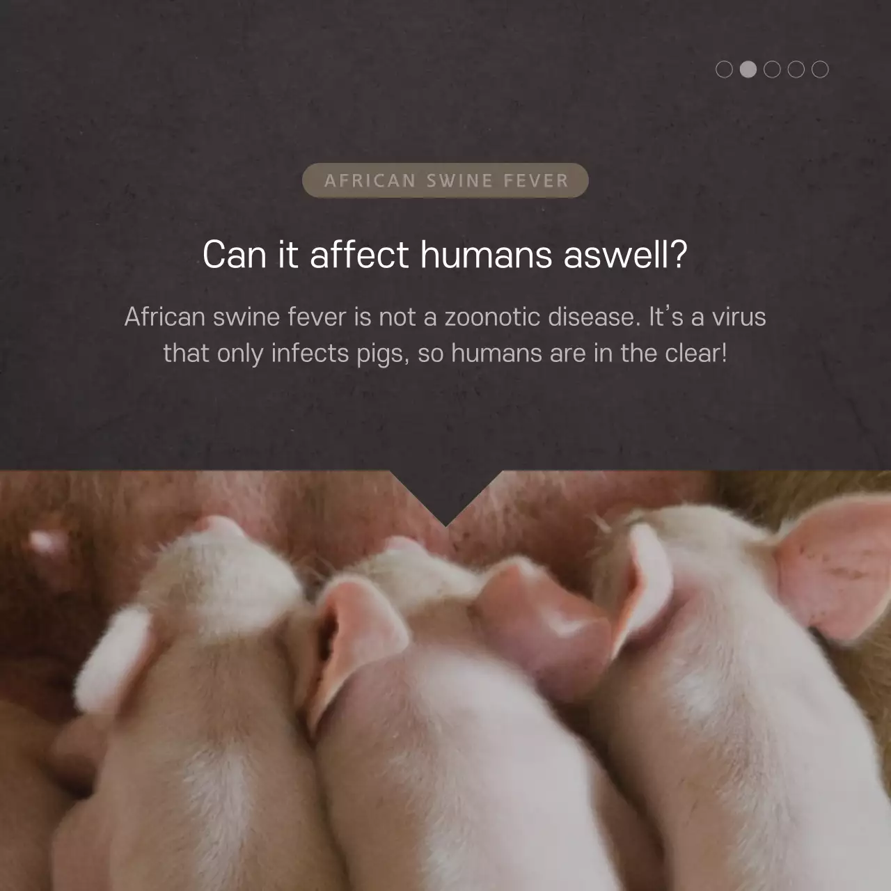 Swine Fever Card News