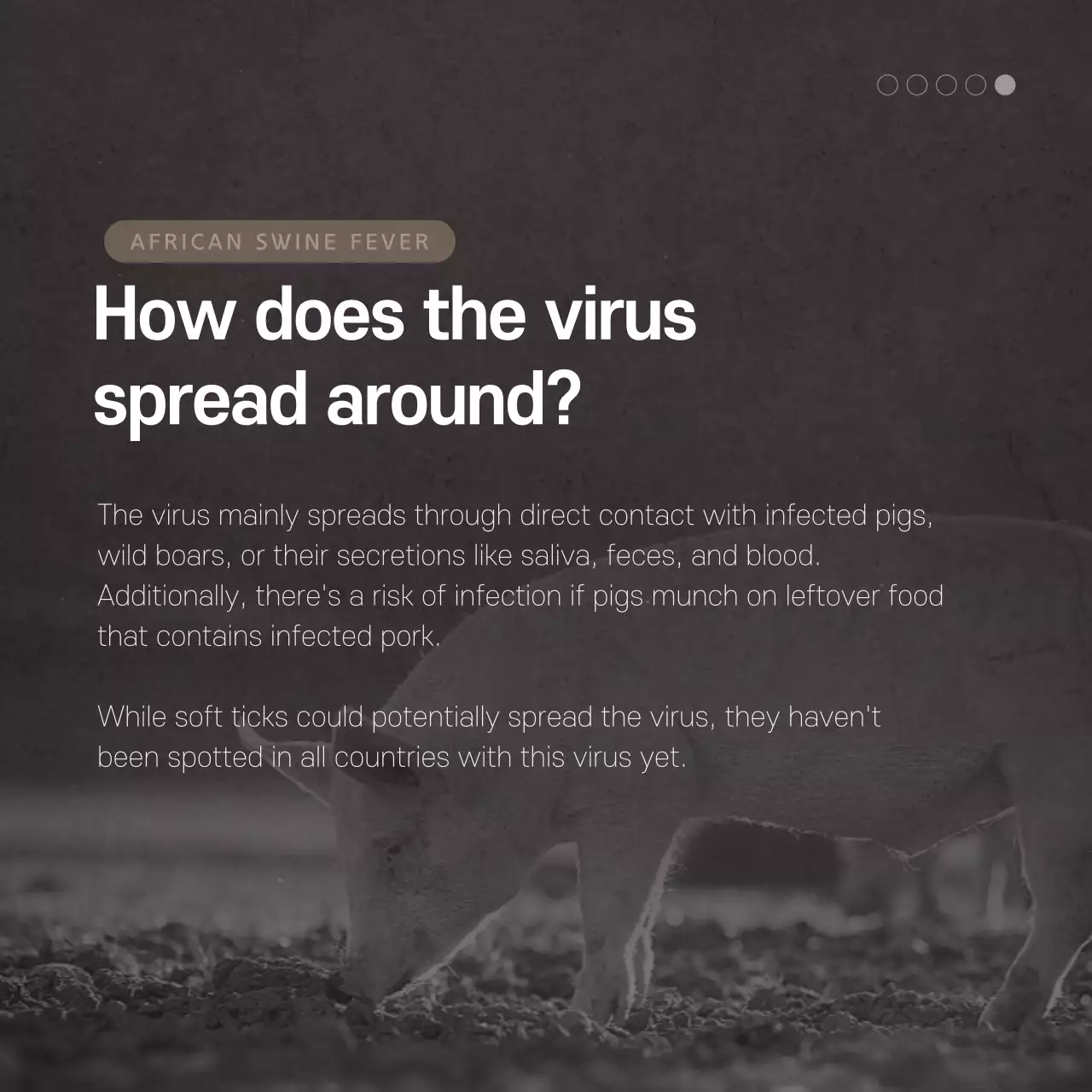 Swine Fever Card News