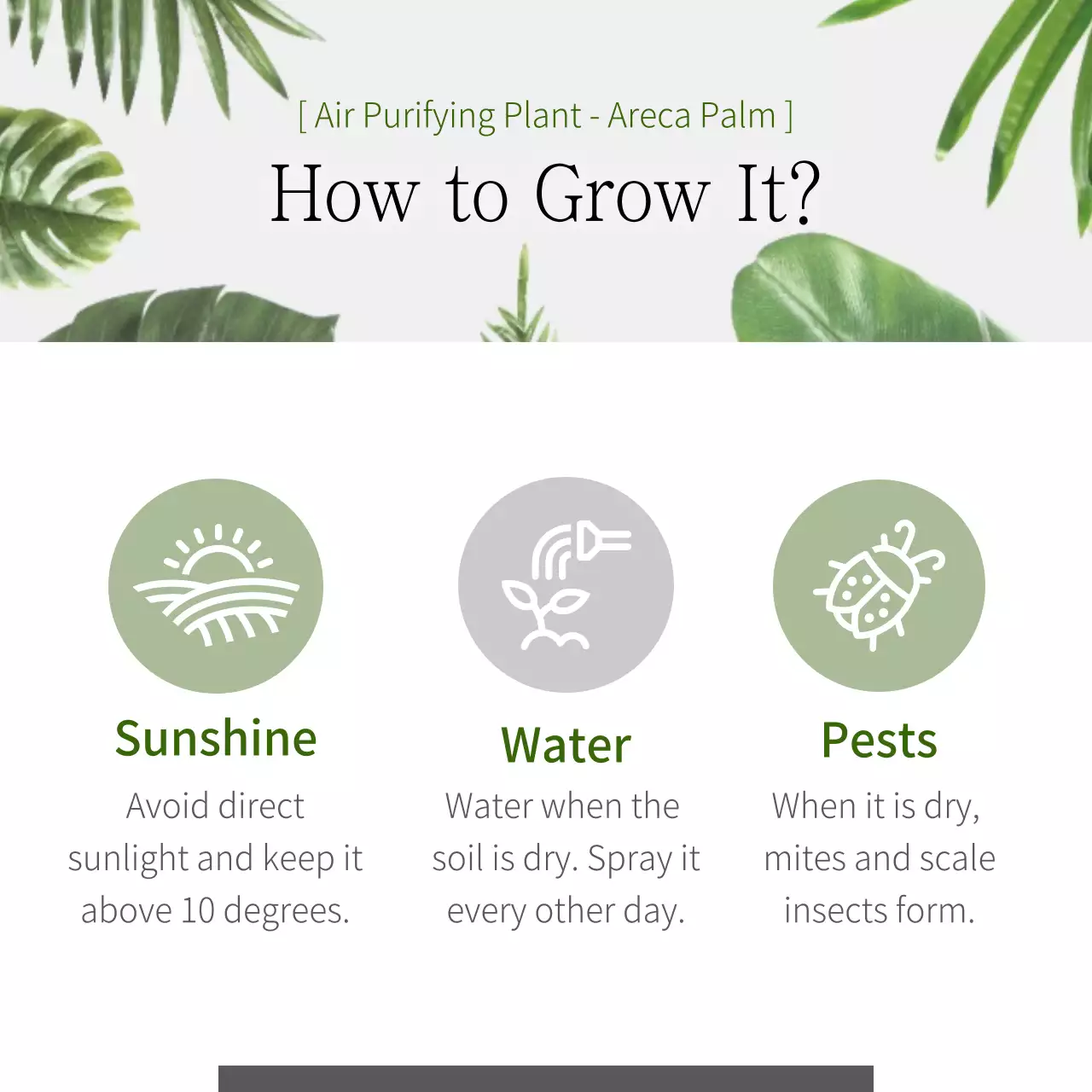 Green Minimal Plants Guide Instagram Carousel