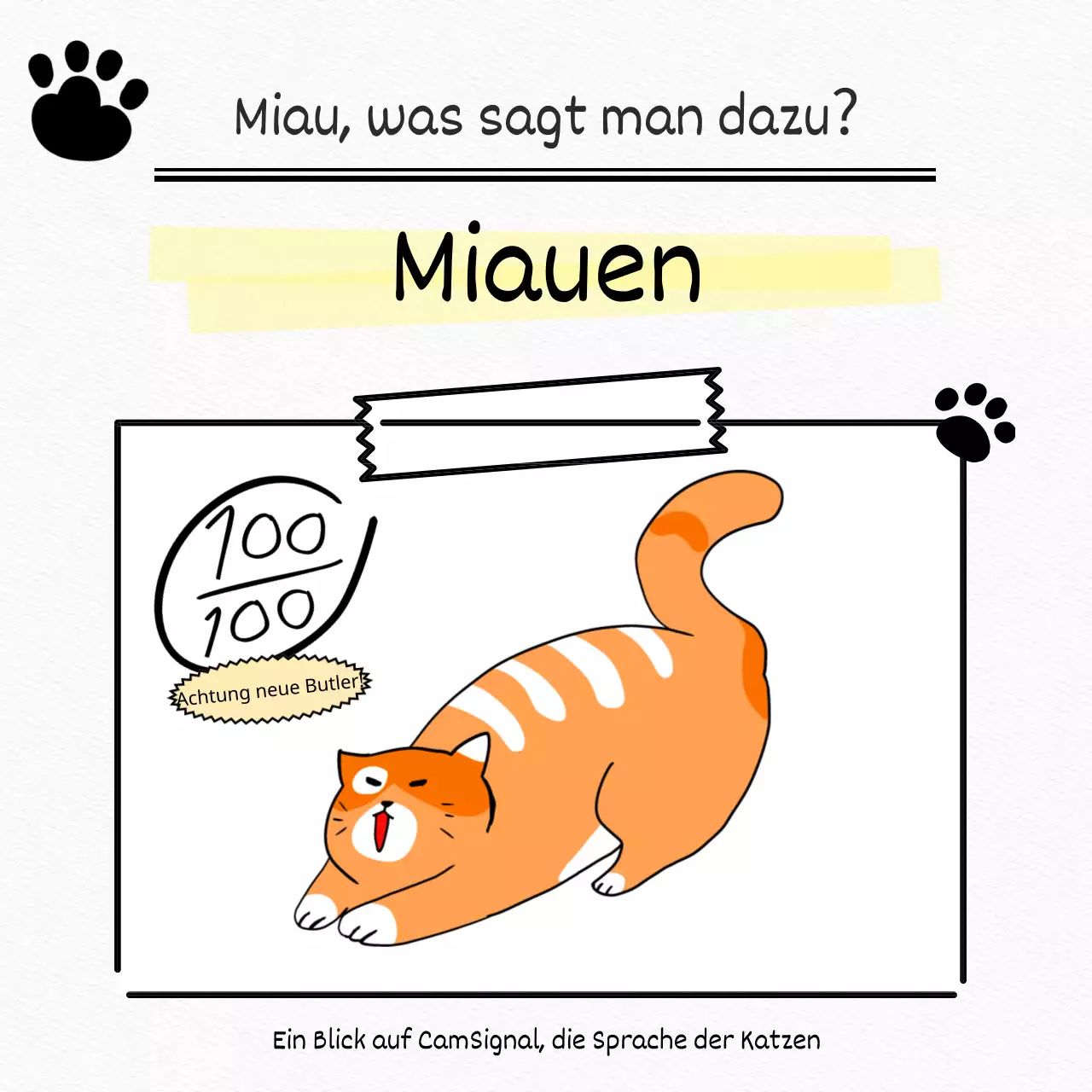 Testen Sie eine weiße, flache, niedliche Katze