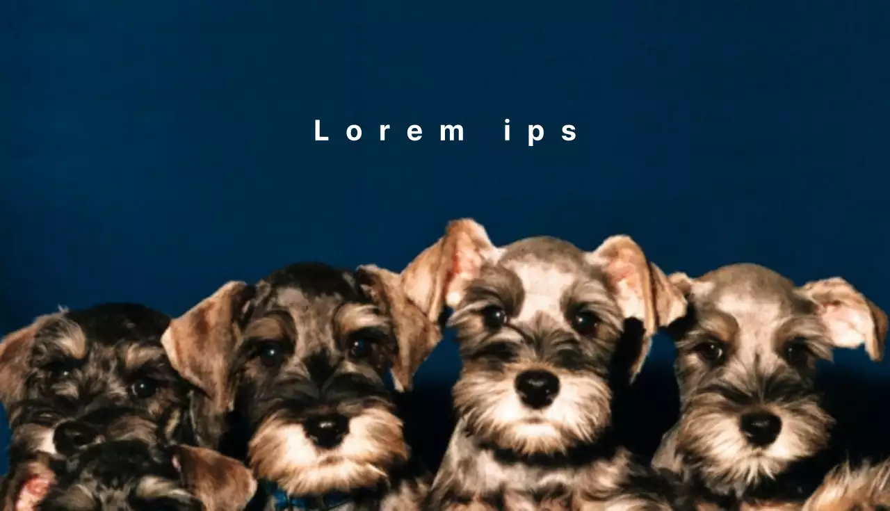 Lojas de artigos para cães