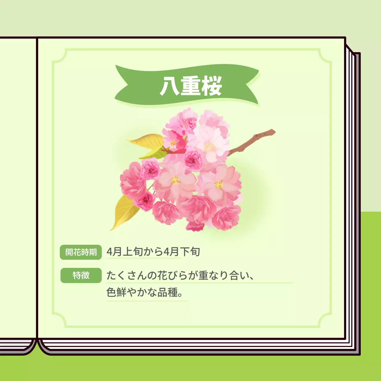 パステルカラーの桜図鑑をコンセプトにした情報提供