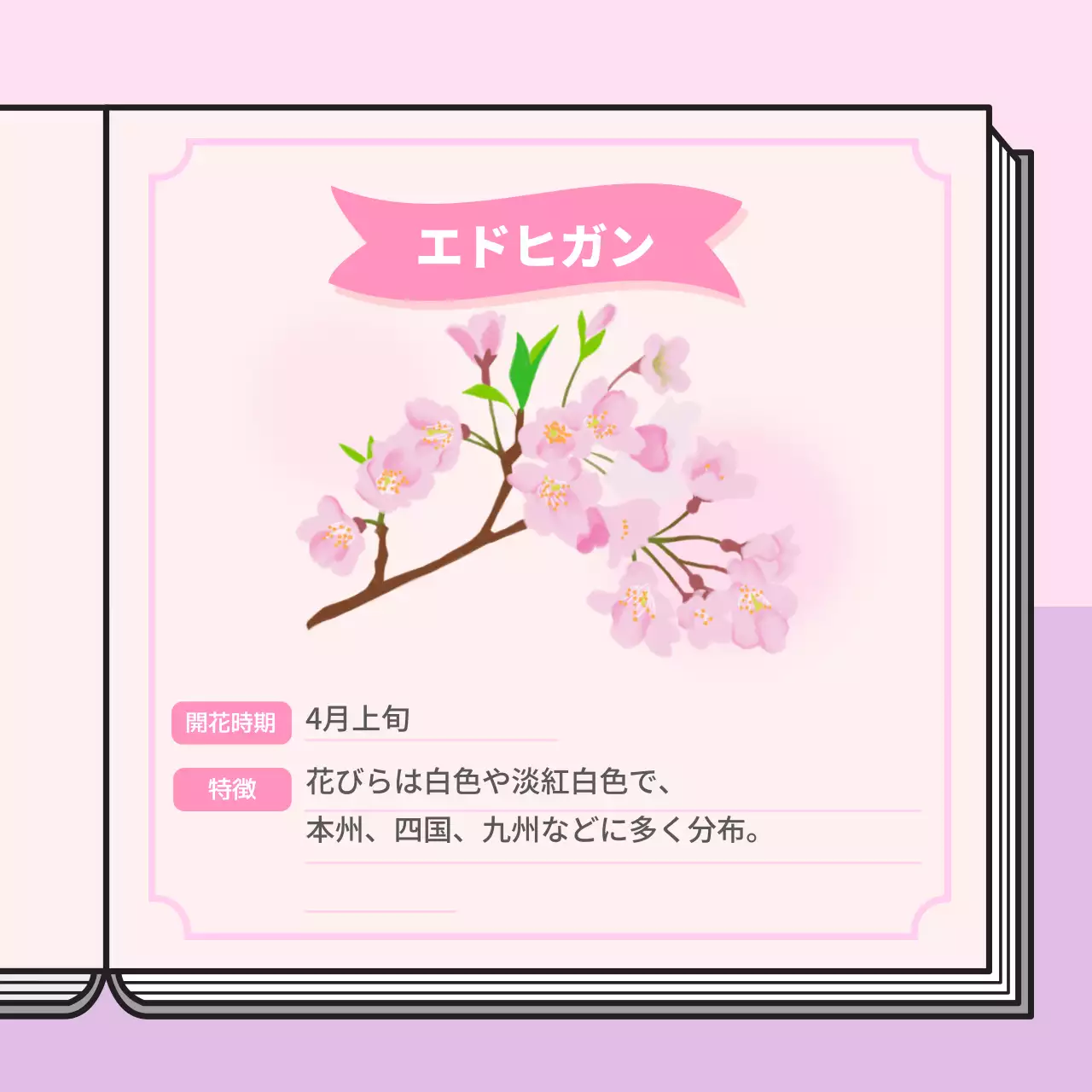 パステルカラーの桜図鑑をコンセプトにした情報提供