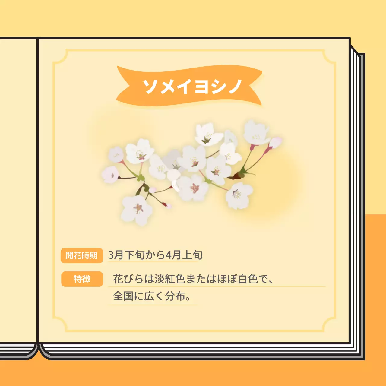 パステルカラーの桜図鑑をコンセプトにした情報提供