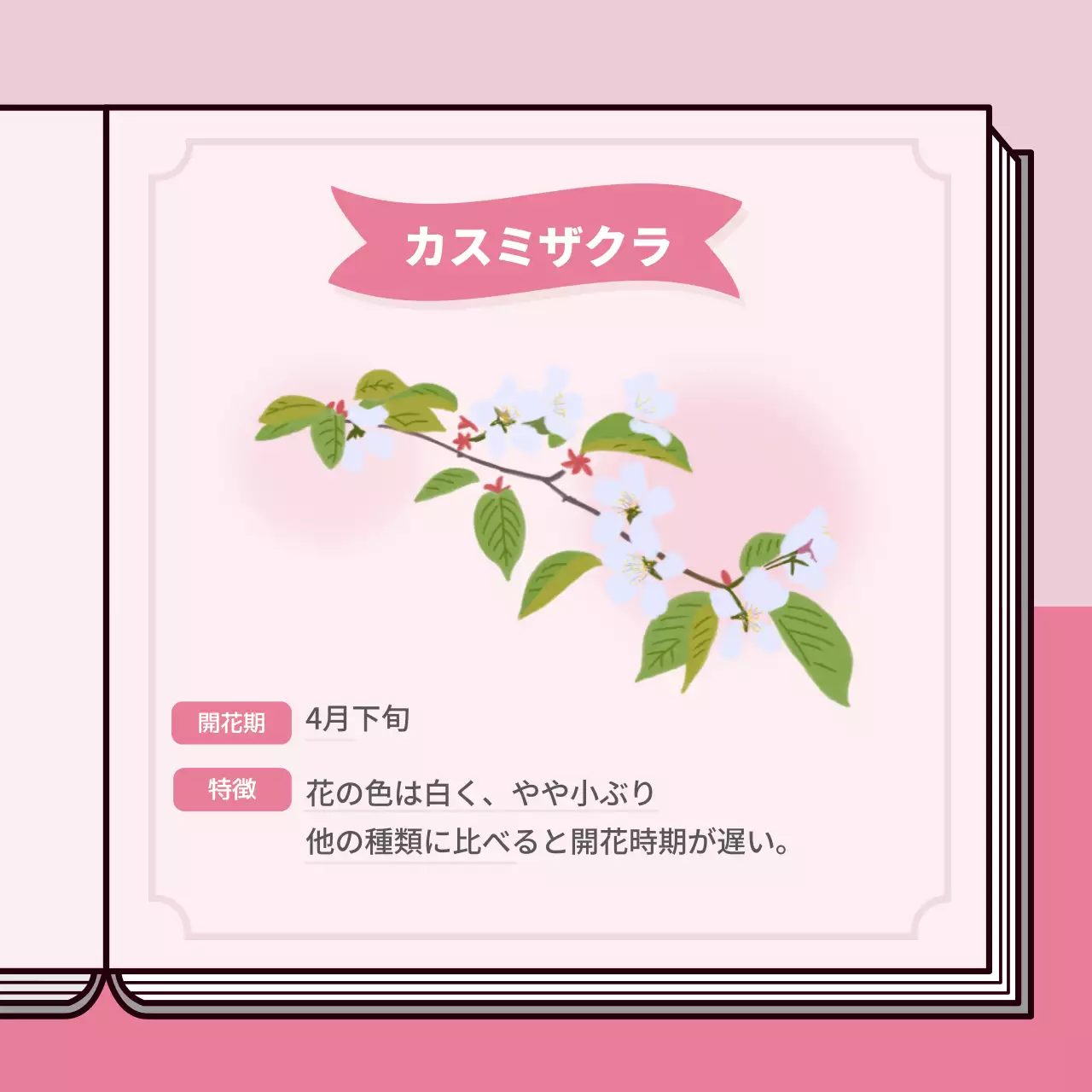 パステルカラーの桜図鑑をコンセプトにした情報提供