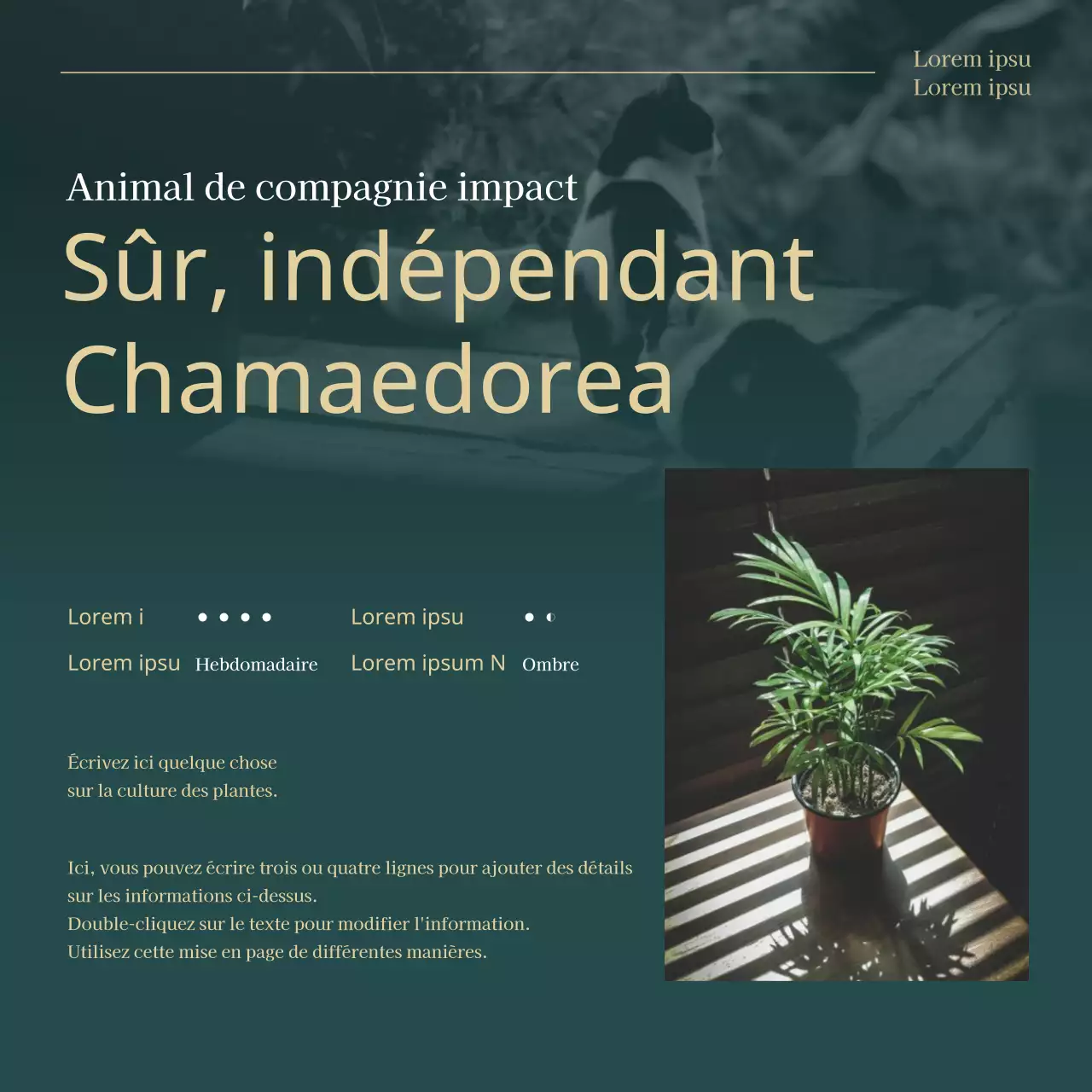 Les plantes vertes et dorées à la mode pour animaux de compagnie expliquées