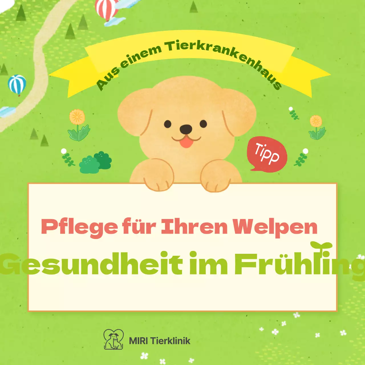 Gesundheitstipps für pastellfarbene Welpen im Frühling