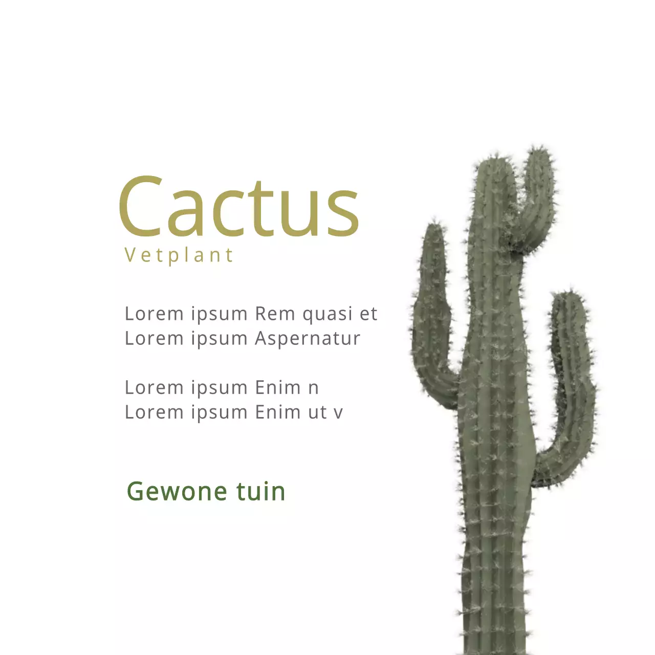 Cactus
