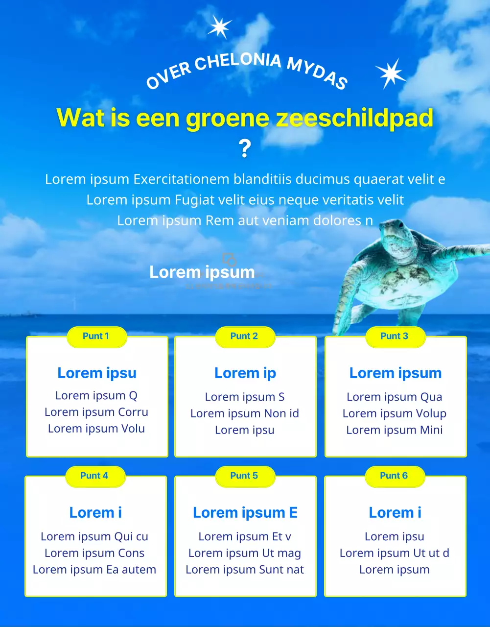 Financiering voor het behoud van de blauwe en gele onechte karetschildpad, een bedreigd dier van het barrièrerif.