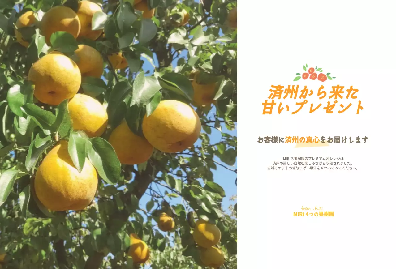 黄色い済州島オレンジの販売はがき