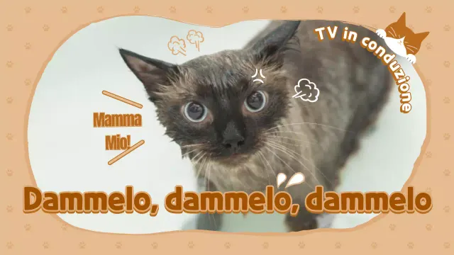Canale Youtube Cat