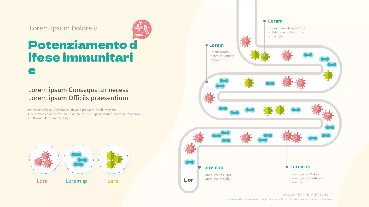 La tabella di marcia dei lattobacilli per l'immunità