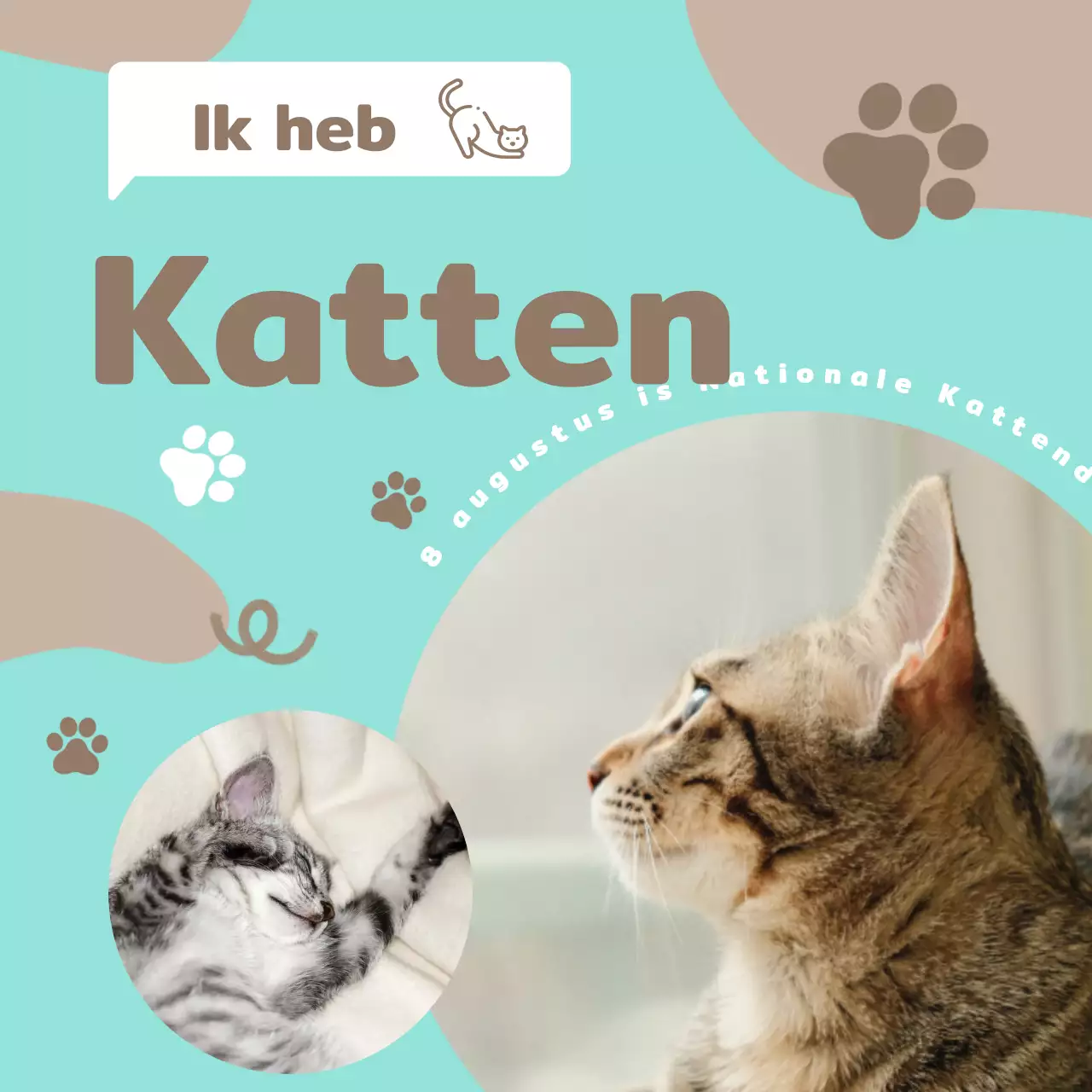 Bruin en lichtblauw cat-print conceptueel promotiemateriaal