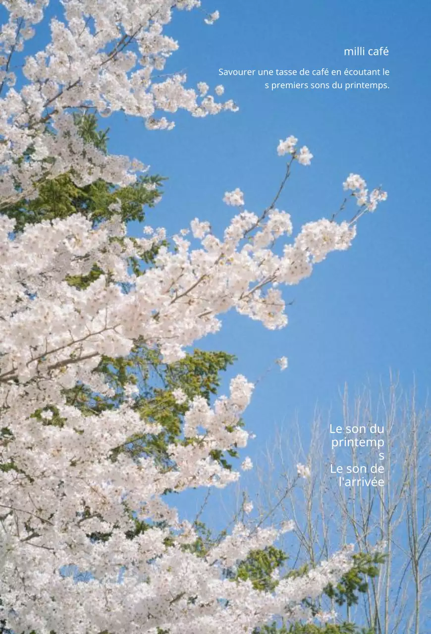Cherry Blossom Spring Concept Goods Design with Japanese Inspiration (en anglais)