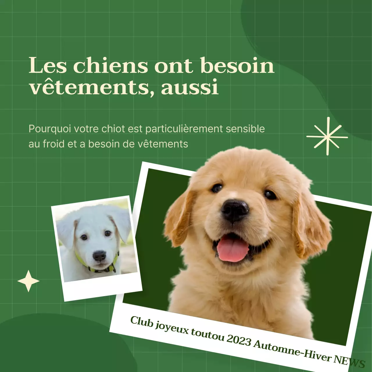 Vêtements pour chiens aux couleurs vives