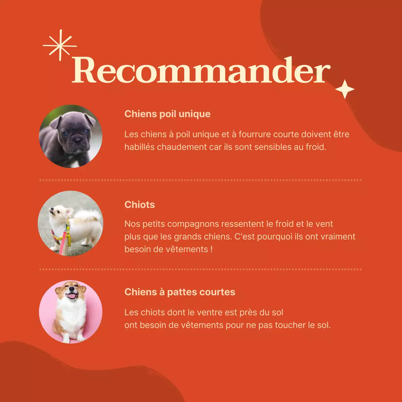 Vêtements pour chiens aux couleurs vives