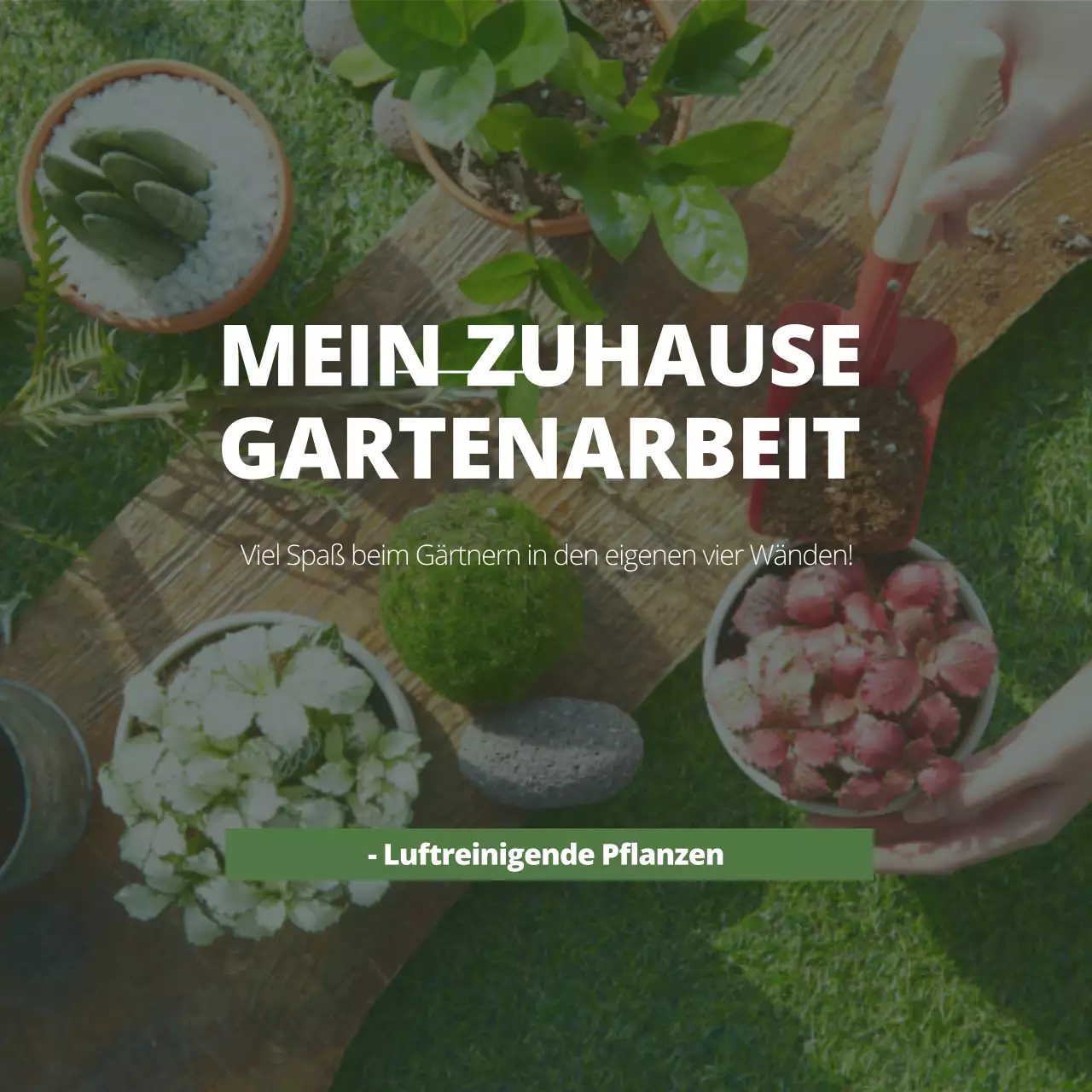 Nette luftreinigende Pflanzen mit grünen Gartenbau Fotos