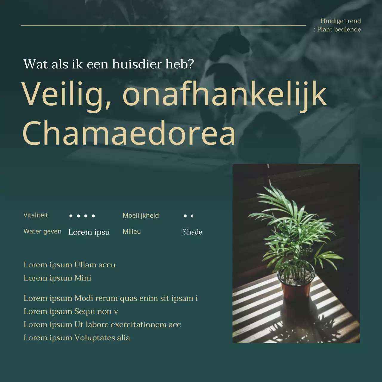 Uitleg over groene en gouden trendy huisdierenplanten