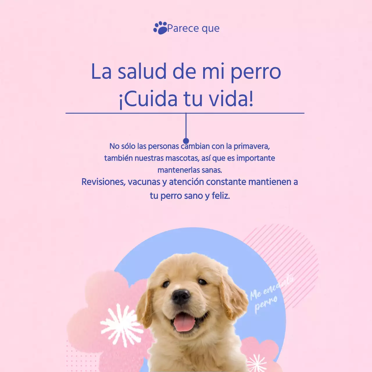 Guía para cuidar a tu cachorro rosa y celeste