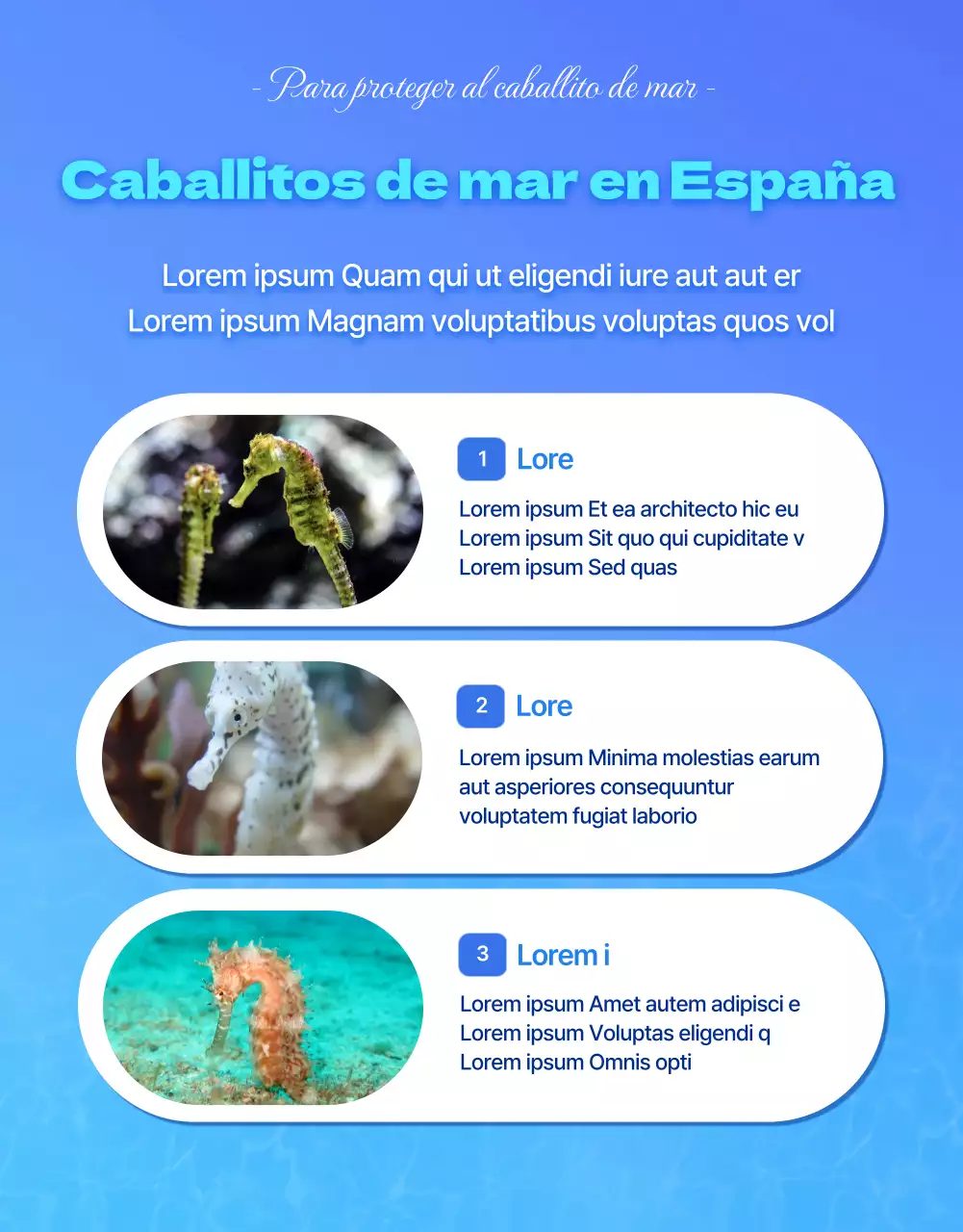 Caballitos de mar, la criatura marina en peligro de extinción del agua azul y fríaDetalles sobre la financiación de la conservación de los caballitos de mar
